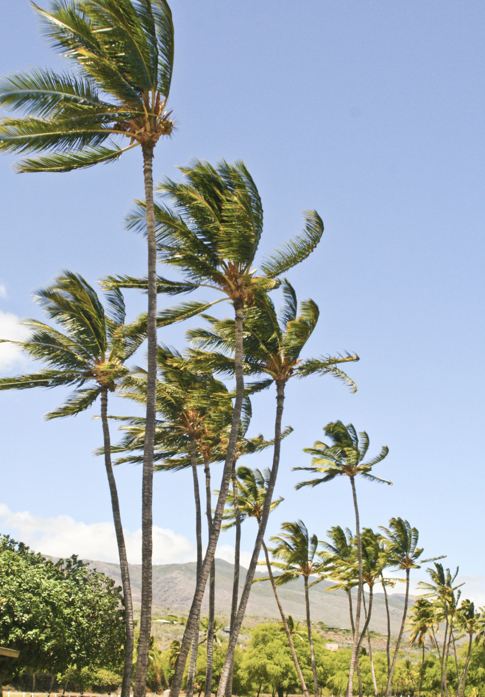trees on   windy day, molokai hawaii
